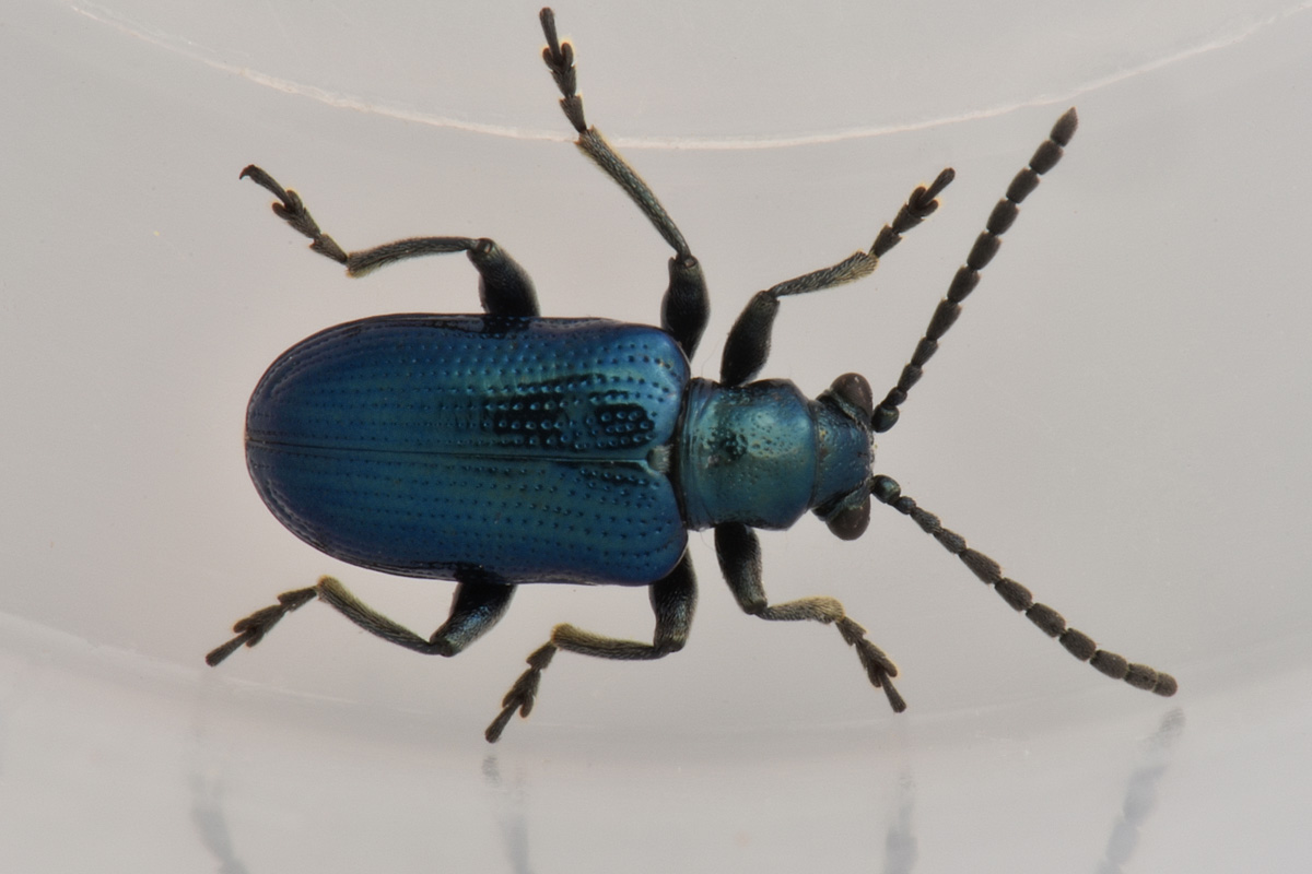 Chrysomelidae: Lema cyanella? Sì.